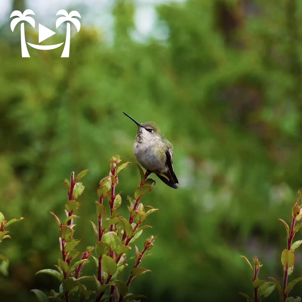 " 8 Hours of Beautiful Birds"4K UHD Dynamic Nature Video