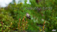" 8 Hours of Beautiful Birds"4K UHD Dynamic Nature Video