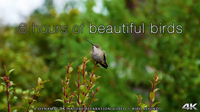 " 8 Hours of Beautiful Birds"4K UHD Dynamic Nature Video