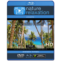 "Paradise Palms" Tropical Fiji Static Nature Video Scene