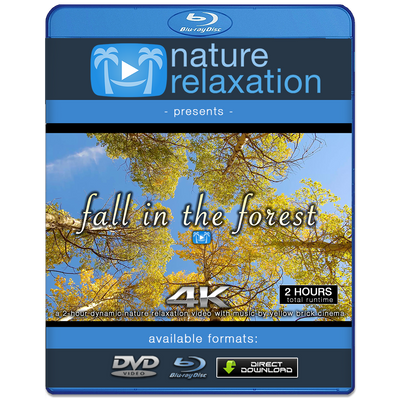 "Fall in the Forest" 2 HR Dynamic Video with Music 4K