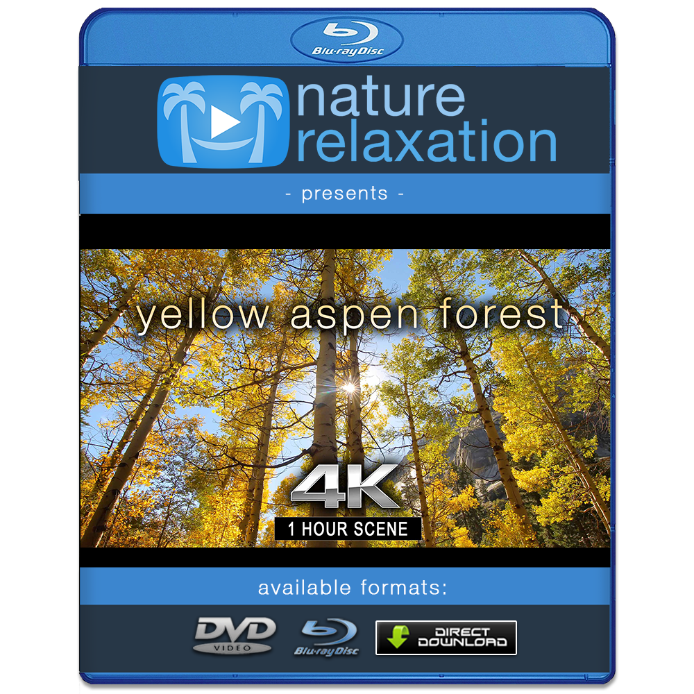 "Yellow Aspen Forest" 1 HR Static Nature Video 4K