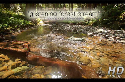 "Glistening Forest Stream" Static Nature Relaxation Video HD