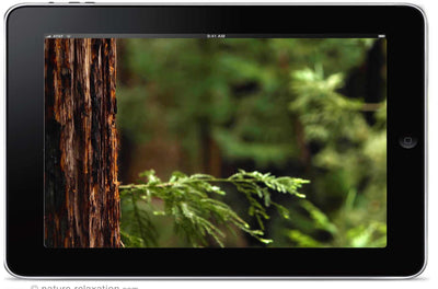 "I Can See the Light" by Travis Revell 4K Nature Relaxation Music Video Big Sur California