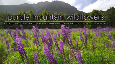 "Purple Mountain Wildflowers" 1 HR  Static Nature Video New Zealand 4K