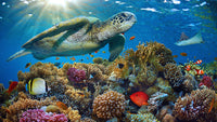 "Rainbow Reef Relaxation II" 3 or 9 Hour Undersea Nature Film + Music 4K