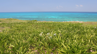 "Beyond Blue" Mexico Reef 1 Hour 4K Nature Relaxation Video