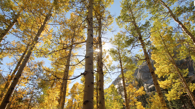 "Autumn Aspen Valley Relaxation" 10 MIN Music + Nature Video 4K