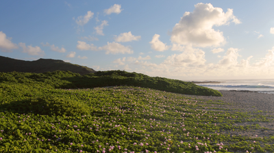 "Healing Hawaii II: Oahu" 1 HR Dynamic 4K UHD Nature Video