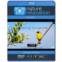"Spring Songbirds" 1 Hour Dynamic Wildlife Nature Video in 4K