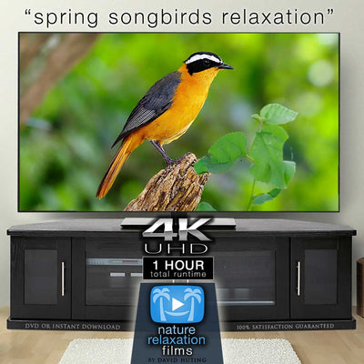 "Spring Songbirds" 1 Hour Dynamic Wildlife Nature Video in 4K