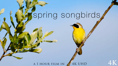 "Spring Songbirds" 1 Hour Dynamic Wildlife Nature Video in 4K