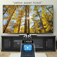 "Yellow Aspen Forest" 1 HR Static Nature Video 4K