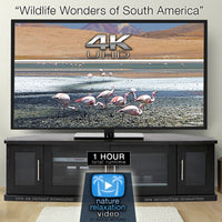 "Wildlife Wonders of South America" 1 HR Dynamic 4K UHD Music Video