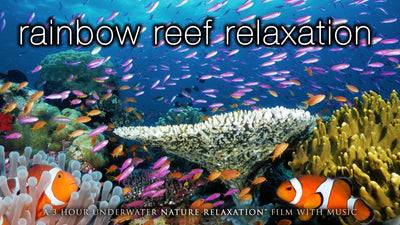 "Rainbow Reef Relaxation" 1, 3 or 11 HR Dynamic Underwater Film + Music