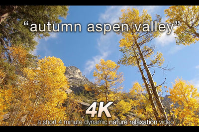 "Autumn Aspen Valley Relaxation" 10 MIN Music + Nature Video 4K
