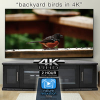 "Backyard Birds" 2-Hour Dynamic Wildlife Nature Video in 4K