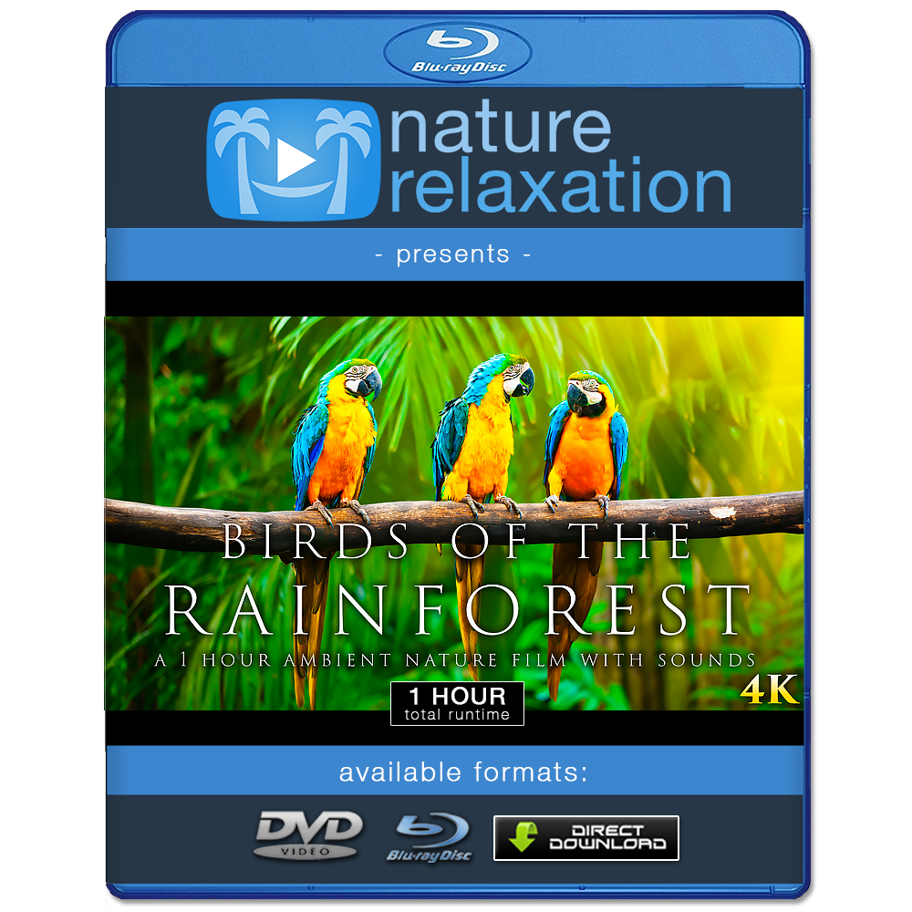 "Birds of the Rainforest" 1 Hour Dynamic Wildlife Nature Video in 4K