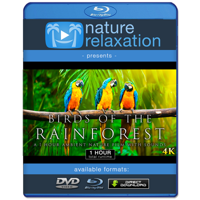 "Birds of the Rainforest" 1 Hour Dynamic Wildlife Nature Video in 4K