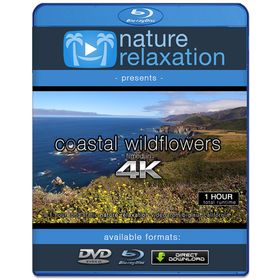 "Coastal Wildflowers" 1 HR Static (Fixed Angle) 4K Nature Video