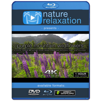 "Purple Mountain Wildflowers" 1 HR  Static Nature Video New Zealand 4K