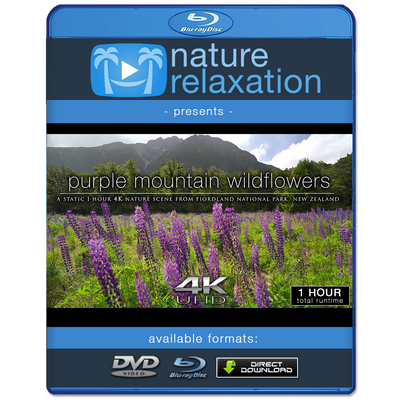 "Purple Mountain Wildflowers" 1 HR  Static Nature Video New Zealand 4K