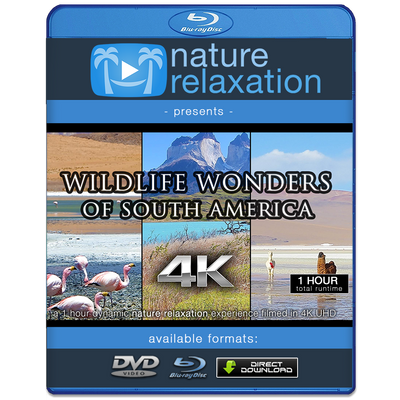 "Wildlife Wonders of South America" 1 HR Dynamic 4K UHD Music Video