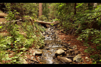 "The Big Sur Bundle" Over 12 Hours of Pure Nature Videos in 1080p HD