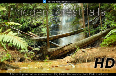 "Hidden Forest Falls" Dynamic HD Nature Relaxation Video 1 Hour 1080p