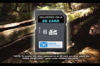 "Peaceful Forest Creek" Static Nature Screensaver HD 1080p