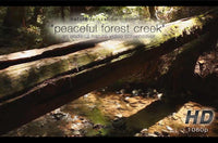 "Peaceful Forest Creek" Static Nature Screensaver HD 1080p