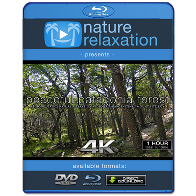 "Peaceful Patagonia Forest" 1HR Static Nature Relaxation Video 4K