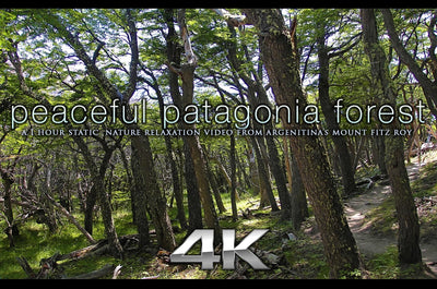 "Peaceful Patagonia Forest" 1HR Static Nature Relaxation Video 4K