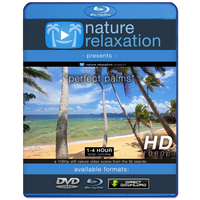 "Perfect Palms" Tropical Fiji Static Nature Video Scene