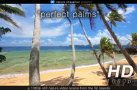 "Perfect Palms" Tropical Fiji Static Nature Video Scene