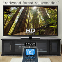 "Redwood Forest Rejuvenation" HD Nature Relaxation Video 1 Hour 1080p