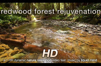 "Redwood Forest Rejuvenation" HD Nature Relaxation Video 1 Hour 1080p