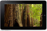 "Redwood Forest Rejuvenation" HD Nature Relaxation Video 1 Hour 1080p