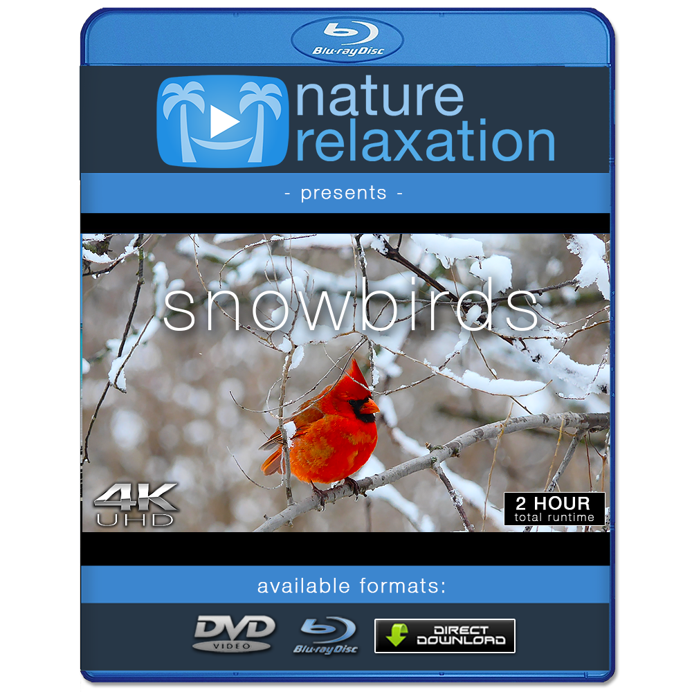 "Snowbirds" 2-Hour Wildlife Winter Nature Video in 4K