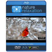 "Snowbirds" 2-Hour Wildlife Winter Nature Video in 4K