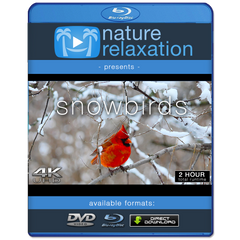 "Snowbirds" 2-Hour Wildlife Winter Nature Video in 4K