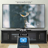 "Snowbirds" 2-Hour Wildlife Winter Nature Video in 4K