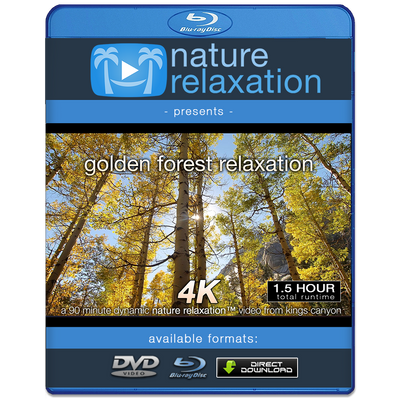 "Golden Forest Relaxation" 90 MIN Pure Nature Experience 4K