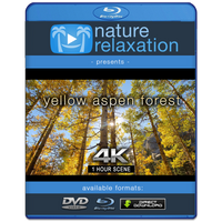 "Yellow Aspen Forest" 1 HR Static Nature Video 4K