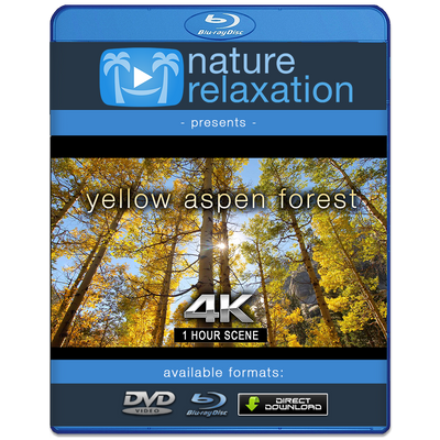 "Yellow Aspen Forest" 1 HR Static Nature Video 4K