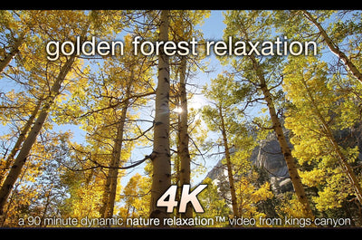 "Golden Forest Relaxation" 90 MIN Pure Nature Experience 4K