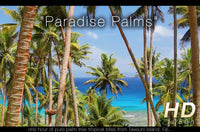 "Paradise Palms" Tropical Fiji Static Nature Video Scene