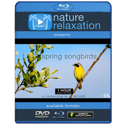 "Spring Songbirds" 1 Hour Dynamic Wildlife Nature Video in 4K