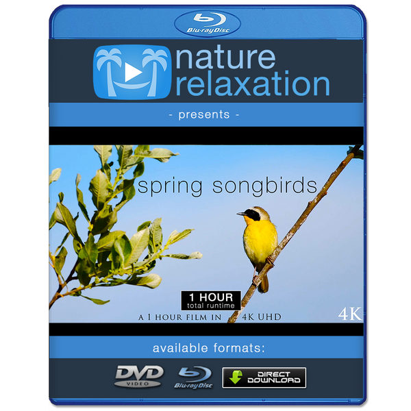 Spring Bird Dvd