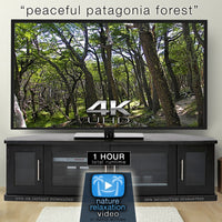 "Peaceful Patagonia Forest" 1HR Static Nature Relaxation Video 4K